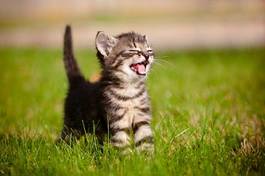 Plakat ładny ssak ogród kot słońce