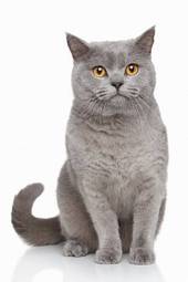 Naklejka kociak zwierzę kot portret