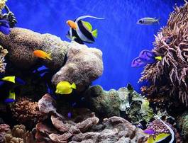 Plakat podwodne koral egzotyczny ryba