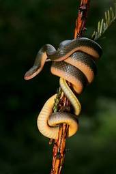 Plakat gad wąż natura dziki