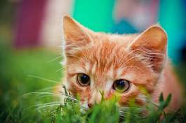 Plakat kociak poluje w trawie