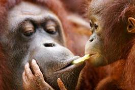 Plakat azja małpa zwierzę dziki orangutan