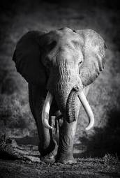 Plakat słoń zwierzę ssak