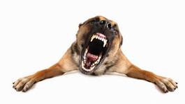 Plakat usta pies zwierzę cięty