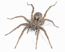 Plakat zwierzę natura pająk fauna poziomy