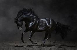 Plakat czarny koń w galopie
