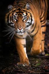Plakat kot tygrys indonezja
