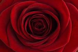 Obraz na płótnie kwiat miłość bukiet aksamitny 14 lutego