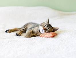 Fotoroleta kociak na biało pomarańczowej poduszce