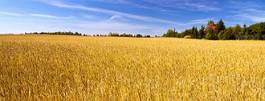 Obraz na płótnie łąka trawa wieś jedzenie pastwisko