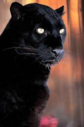 Plakat oko zwierzę jaguar