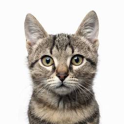 Obraz na płótnie portret ssak kot
