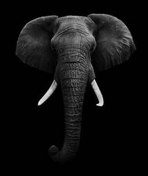 Plakat ssak safari słoń natura afryka