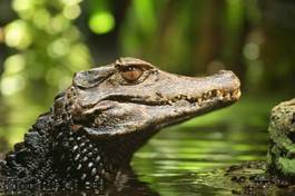 Plakat krokodyl aligator woda gad