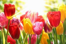 Naklejka roślina tulipan kwitnący łąka kwiat