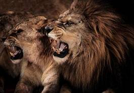 Plakat afryka zwierzę lew natura