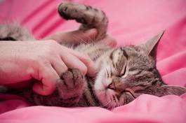 Obraz na płótnie Śpiący kociak i dłoń
