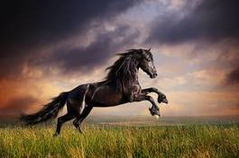 Plakat łąka ogier mężczyzna koń