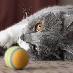 Plakat srebrny kociak bawi się piłką
