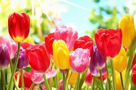 Plakat bukiet ogród łąka tulipan kwiat