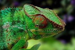 Plakat tropikalny natura afryka dziki kameleon