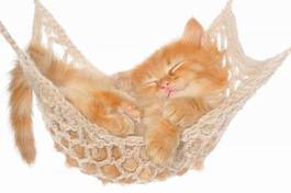 Obraz na płótnie kot ładny kociak zwierzę hamak