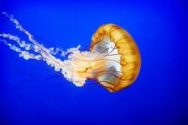 Plakat podwodne kanada meduza ryba egzotyczny