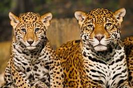 Plakat kot twarz jaguar portret dziki