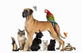 Plakat grupa zwierząt
