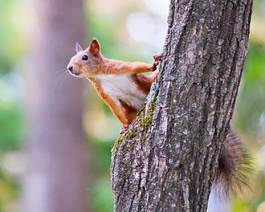 Naklejka wiewiórka ssak drzewa