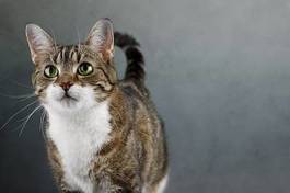 Naklejka zwierzę ładny portret kot marmurkowy
