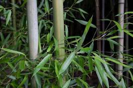 Obraz na płótnie bambus trawa natura streszczenie