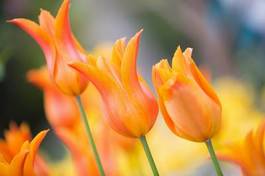 Naklejka piękny natura portret tulipan