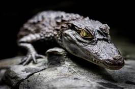 Plakat oko krokodyl zwierzę gad