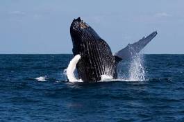 Naklejka dominikana morze dzikość wieloryb