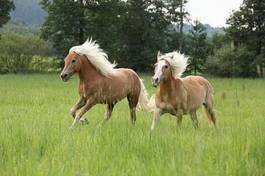 Obraz na płótnie piękny ruch ogier zwierzę koń
