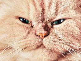 Fotoroleta portret twarzy kota