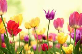 Plakat natura kwitnący tulipan świeży