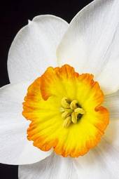 Naklejka świeży kwiat narcyz piękny natura
