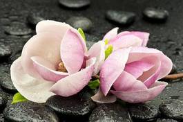 Plakat kwiat magnolia bazalt
