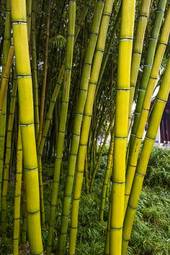 Naklejka ogród świeży bambus
