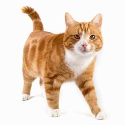 Obraz na płótnie ssak portret zwierzę kot ciekawe