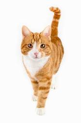 Plakat zwierzę kot ssak portret czerwony
