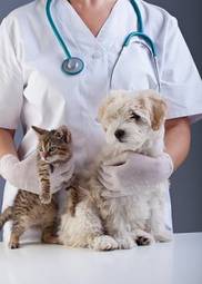 Plakat medycyna kot zdrowy zwierzę kociak