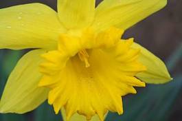 Obraz na płótnie roślina kwiat narcyz makro 