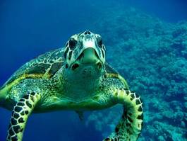 Plakat zwierzę morze żółw ssak gad