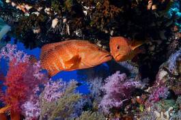 Naklejka ryba natura morze czerwone fauna