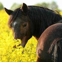 Fotoroleta pole kucyk natura koń
