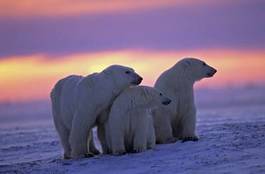 Naklejka natura śnieg niedźwiedź kanada