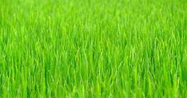 Obraz na płótnie lato łąka pole trawa roślina